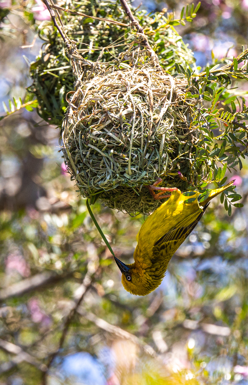 <p>A weber bird building his nest, South Africa.</p>