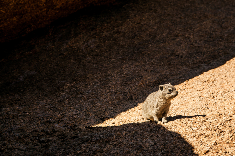 <p>A curious Rock Hyrax at Erongo NP, Namibia.</p>