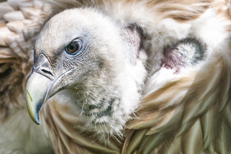 <p>Himalayan vulture (Gyps himalayensis) or Himalayan griffon vulture.</p>