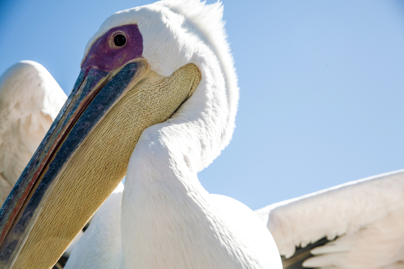 <p>Pelican at Walvis Bay, Namibia.</p>
