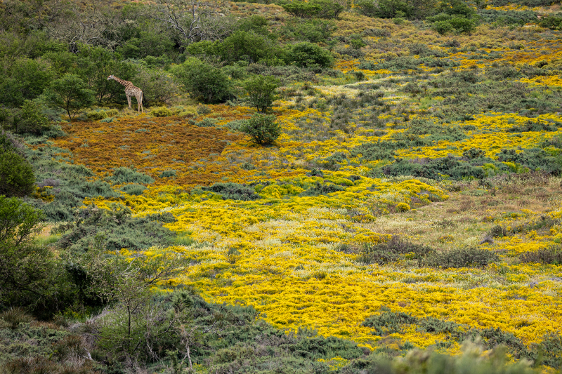 <p>A giraffe in the South African Savannah, South Africa.</p>