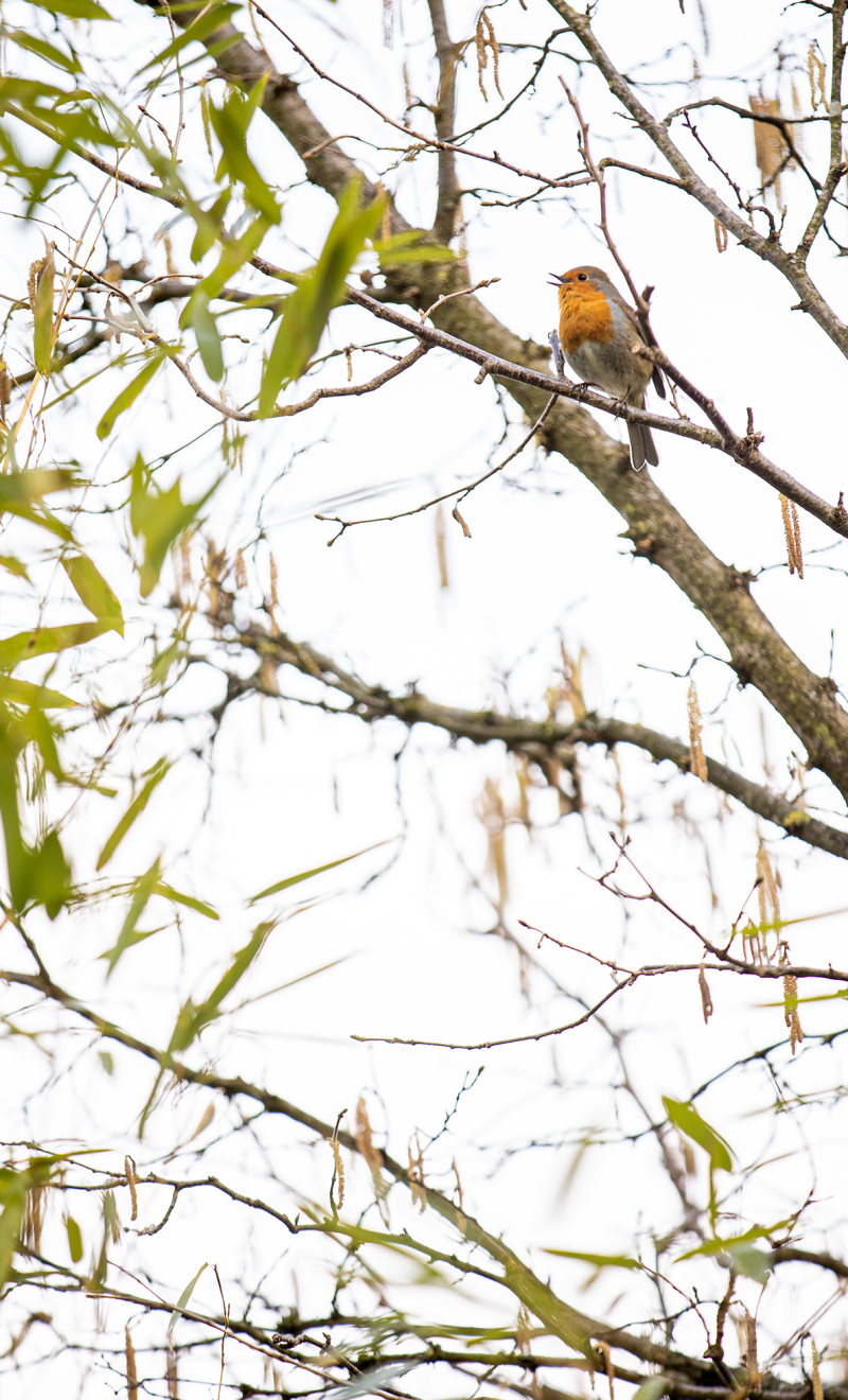 <p>The lovely bright voice of the robin is a real sign of spring. </p>