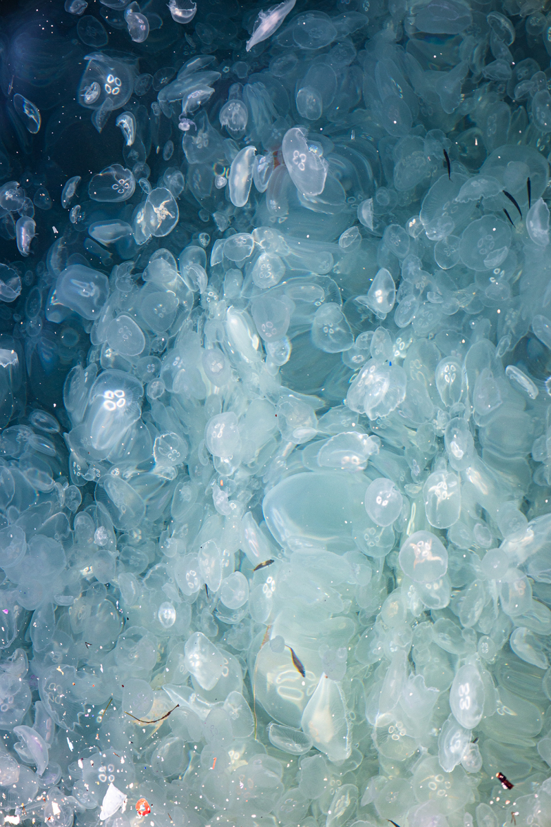 <p>Thousands of white small jellyfish in Bosporus, Istanbul, Turkey.</p>