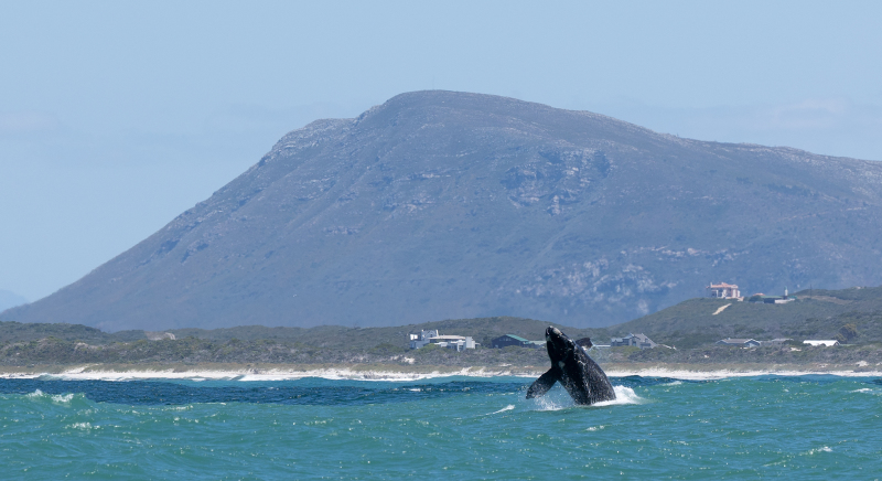 <p>A Baby-Southern Right Whale (±10-15 tons!) is fooling around in Gansbaai, South Africa. </p>