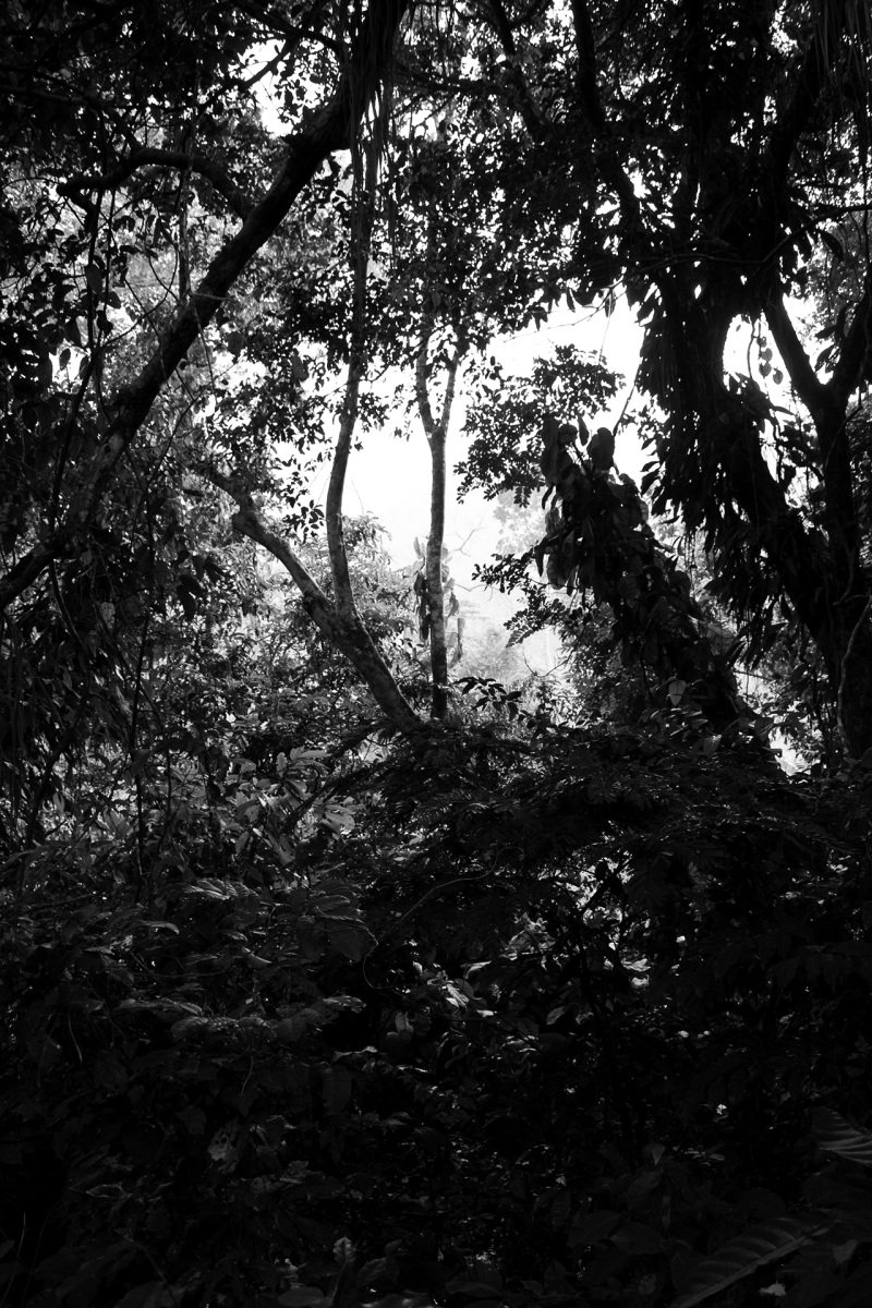 <p>Rainforest nearby Hohoe, Volta Region Ghana.</p>
