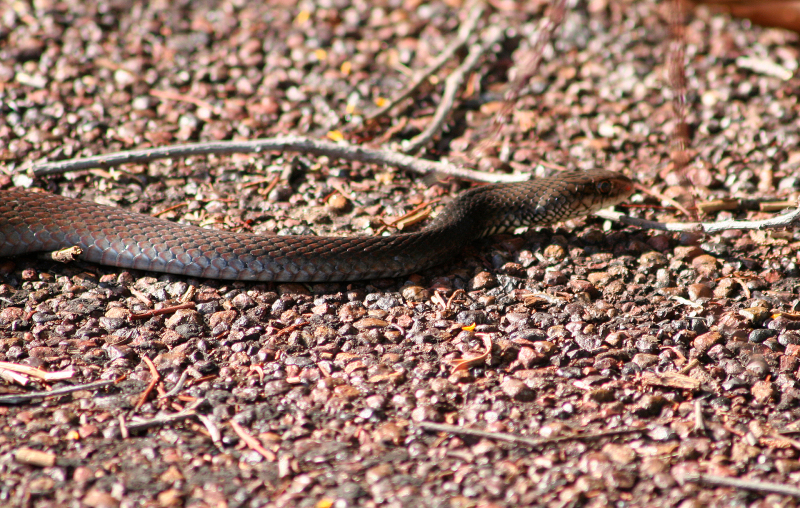 <p>A brown snake at Litchfield NP, Australia. </p>