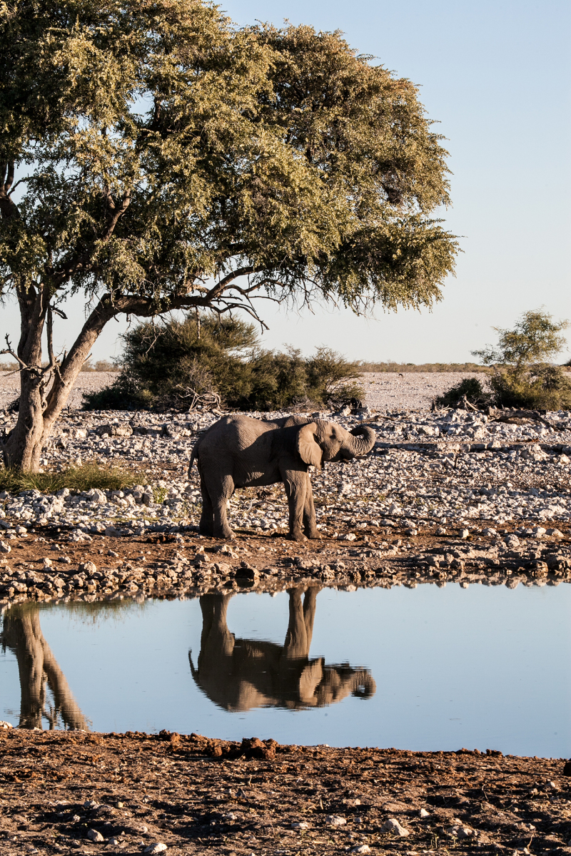 <p>It has not yet been finally discussed whether my dear wife took this picture with my camera, or I... therefore, in case of doubt (and for my own safety): Picture Credits to Seda Sirin and myself.<br />Etosha National Park, Namibia.</p>