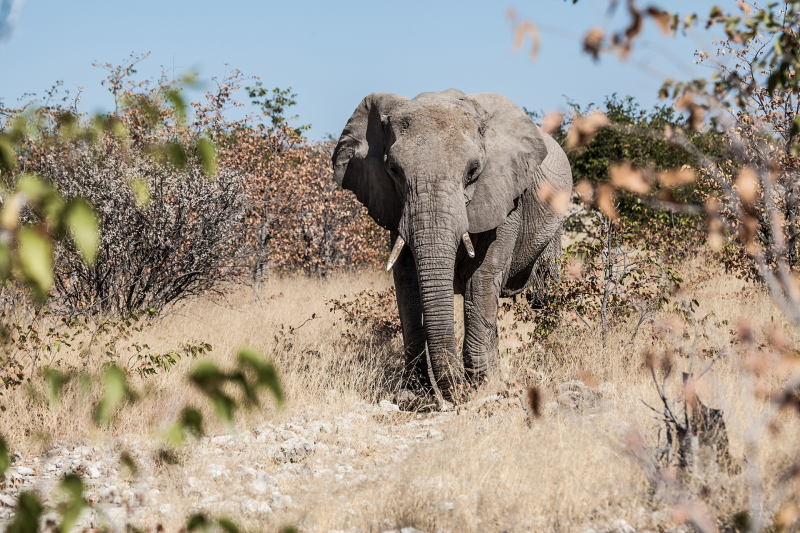 <p>Encounters at the Etosha National Park, Namibia.</p>