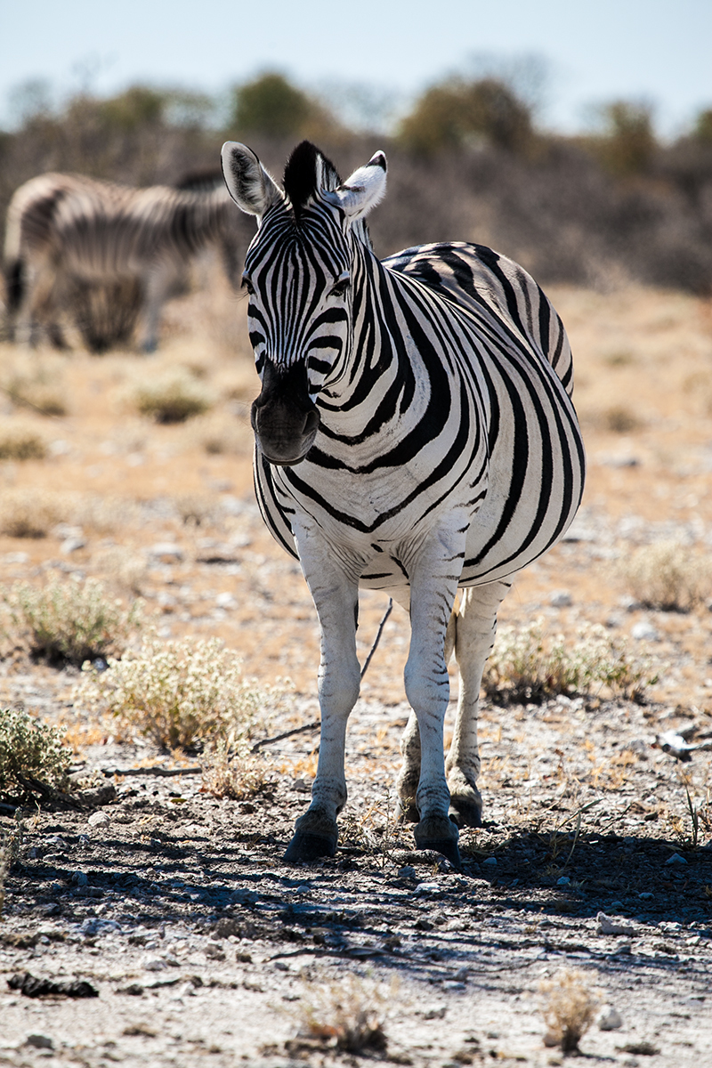 A curious fellow at the Etosha NP, Nambia.